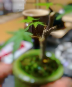 deco