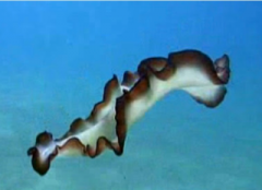 deco
