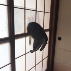 deco