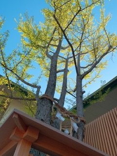 deco