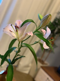 deco