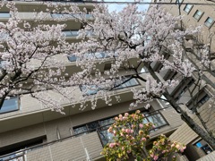 deco