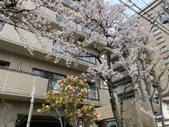 deco