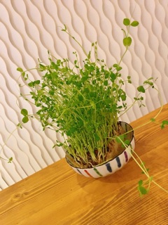 deco