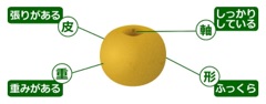 deco