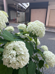deco