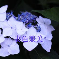 deco