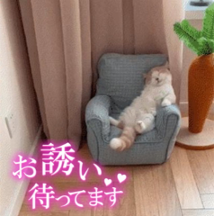 deco