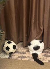 deco