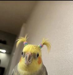 deco