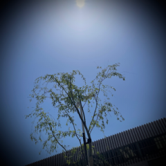 deco