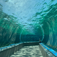 deco
