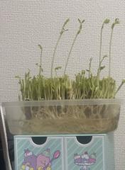 deco