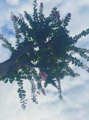 deco