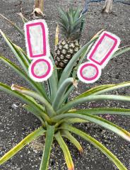 deco
