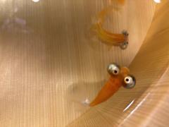 deco