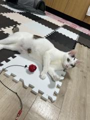 deco