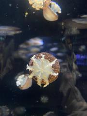 deco