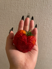 deco