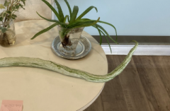 deco