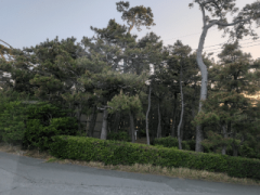 deco
