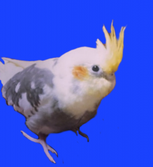 deco