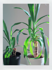 deco