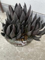 deco