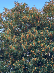 deco