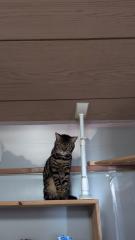 deco