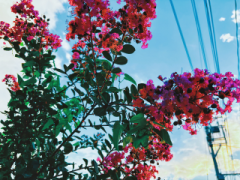 deco
