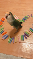 deco
