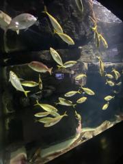 deco