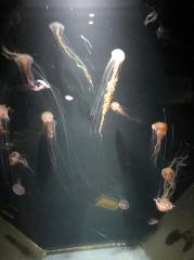 deco