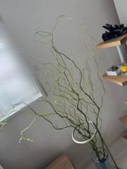 deco