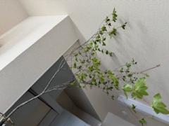 deco