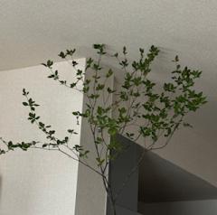 deco