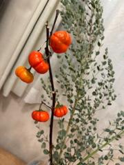 deco