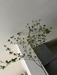 deco