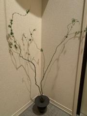 deco