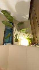 deco