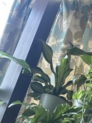 deco