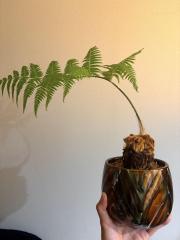 deco