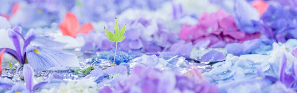 ��ˬ�ԥ���Х��顦����� ����� �ץ���� ��ˬ ���� ��ʤΡֿ��� ��ʤΥ֥�����