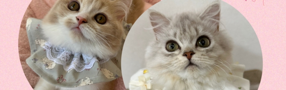 ��ë�ԥ���Х��顦����� CLUB��Paladin ���ʤΡ֤��ʤΥ֥�����