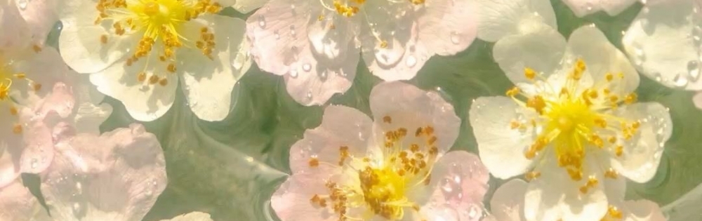 㡦ȯĥꥢ󥺥 baby's breath ΡΥ֥