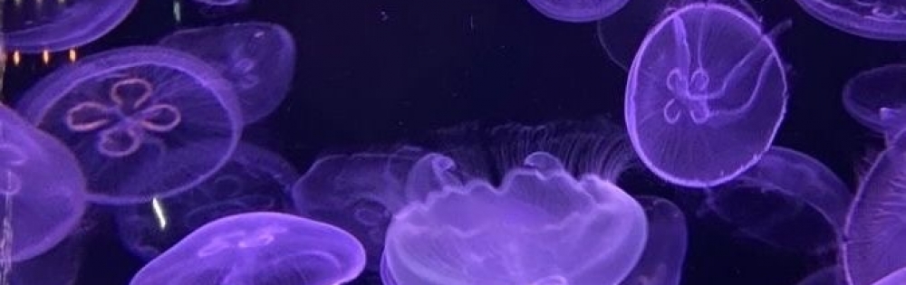 ��ë�ԥ���Х��顦����� CLUB��Paladin �椦�Ρ֤椦�Υ֥�����