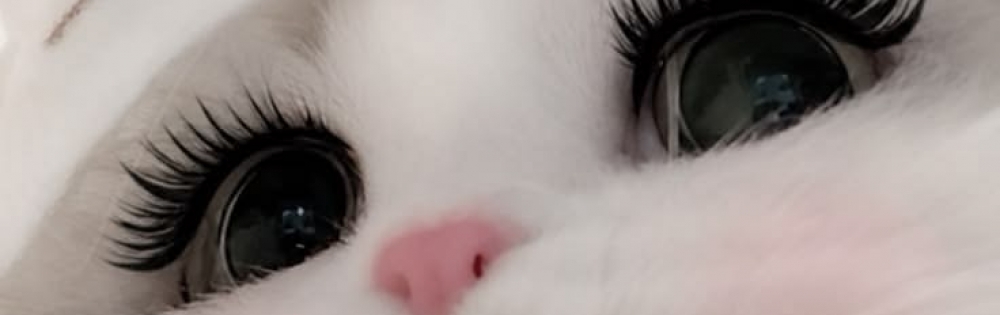 ����������ʥå��������륺�С� LAPLUS ��ΤΡ֤�Ρ�