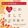 㡦ȯĥꥢ󥺥 baby's breath(٥ӡ ֥쥹)