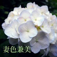 新潟メンズエステ妻色兼美 新潟中央店   (サイショクケンビ　ニイガタチュウオウテン)